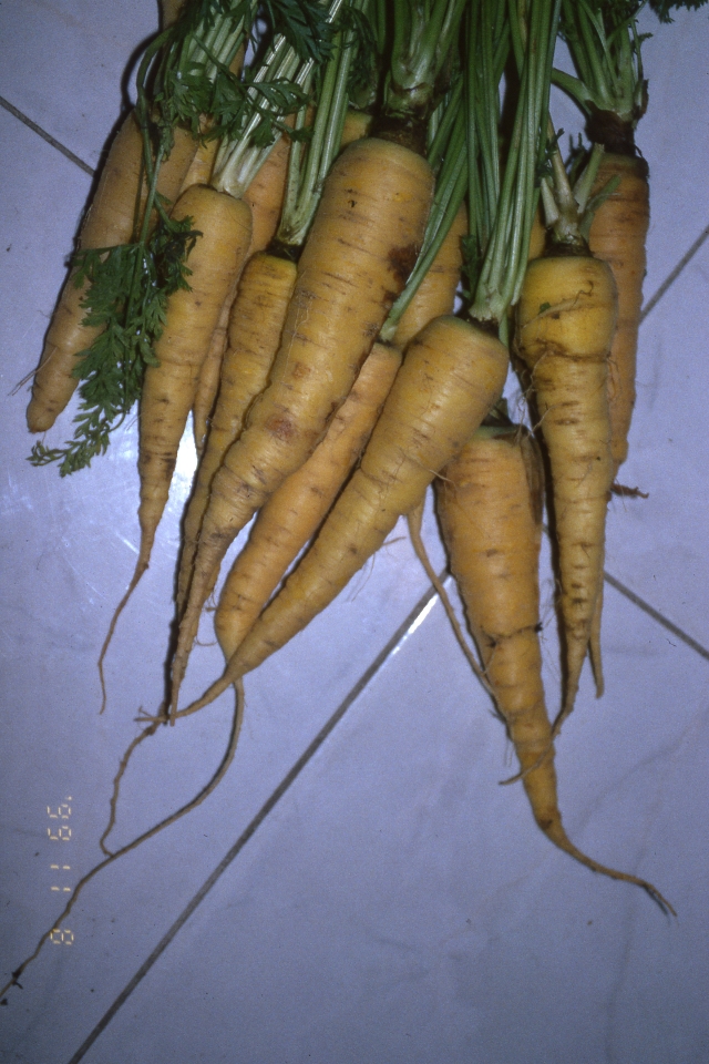 carota pastinocello