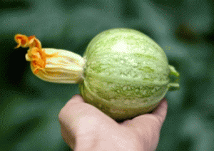 zucchino tondo di nizza