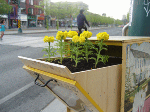 Che cos'è il guerrilla gardening? | SoloEcologia.it