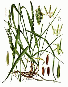 Elytrigia_repens