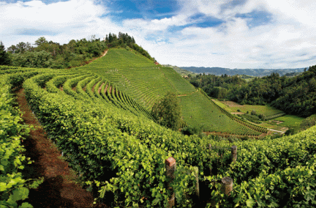 viticoltura ecologica