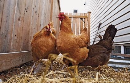 galline in citta