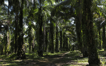 Olio di palma deforestazione