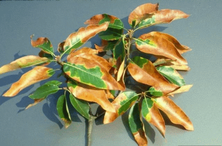 xylella ulivi