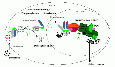 Interferenti endocrini