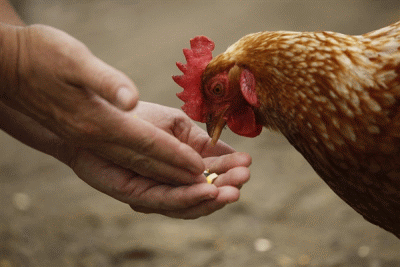 alimentazione galline