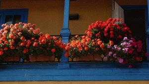orto sul balcone