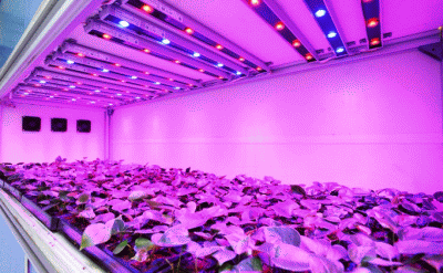 lampade a LED orto in casa