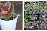 bouquet e bomboniere con piante succulente