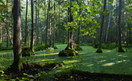 Foresta di Bialowieza