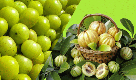 garcinia-cambogia