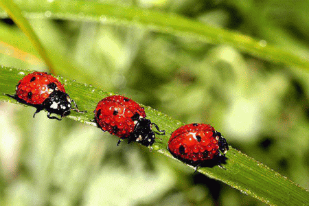 coccinelle