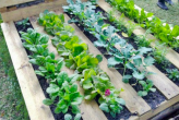pallet gardening