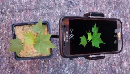 Plant Screen Mobile