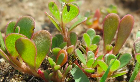 Portulaca