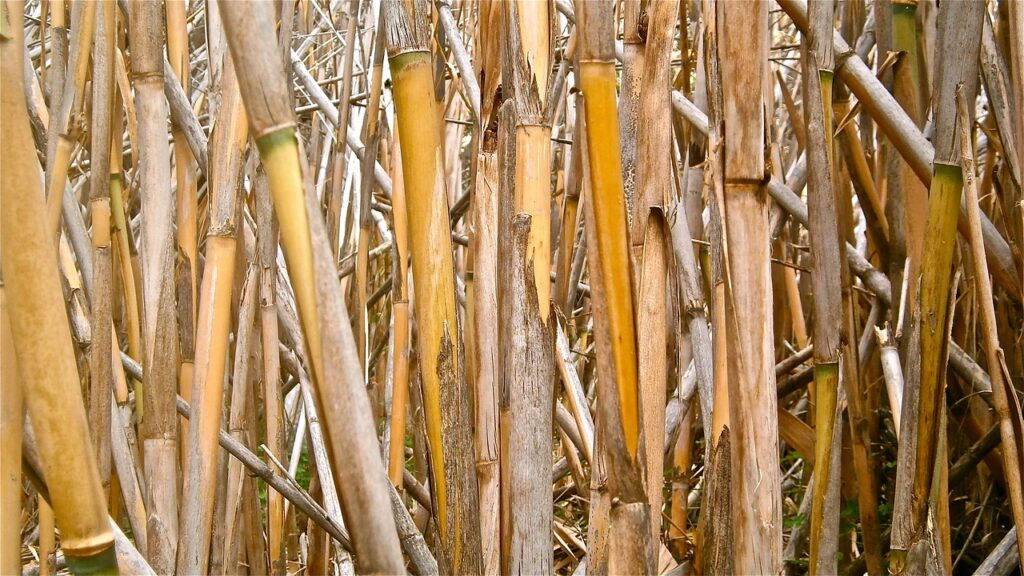 arundo donax, la canna comune