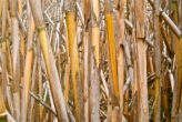 arundo donax